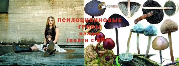 хмурый Белокуриха