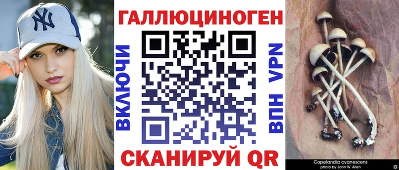 купить   Волхов  Псилоцибиновые грибы прущие грибы 